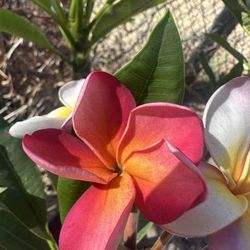 Plumeria