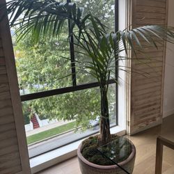 5ft Kentia Palm Tree in 22" Diameter Rustic Planter (6ft tall with planter)