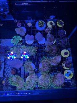 Leather coral frags
