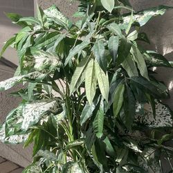 Indoor Or Outdoor Fake Plant