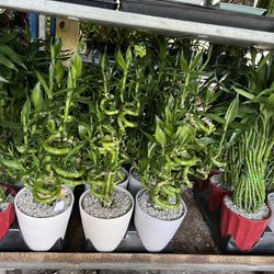 Lucky Bamboo In Ceramic Pot. SPECIAL PRICE 🤩