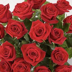 Mother’s Day one dozen roses