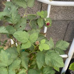 Berry Plants 