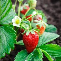 Strawberry Plants In  4" Plantas De Fresas 4"