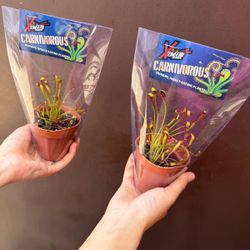 3” octopus plants ( price is for each )