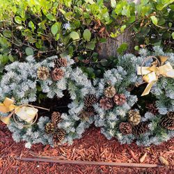 2 Snow Flocked Wreaths $50