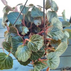 Plant