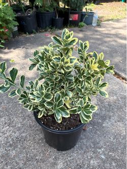 Chollipo Euonymus shrub