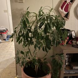 4ft Umbrella Tree (Schefflera actinophylla)