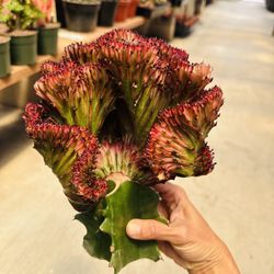 Euphoria Lactea Crest Red Color 