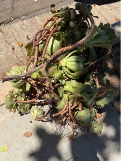 Free succulents