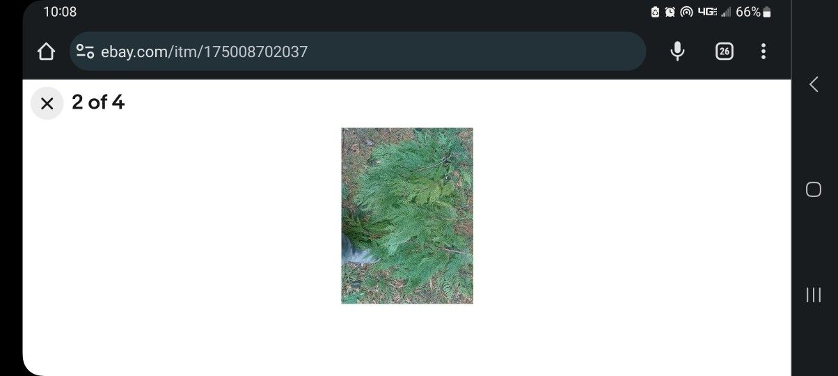 Cedar Boughs For Sale