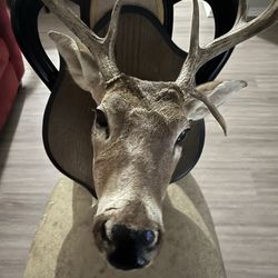 Taxidermy Adult Deer Head