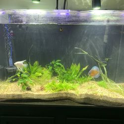90 Gallon Fish Tank 