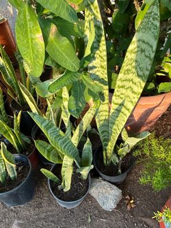 Snake plant