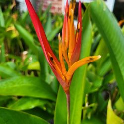 $5  heliconia psttacorom plant 