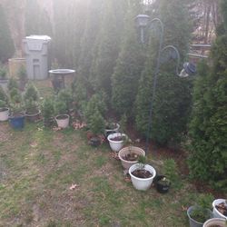 Arborvitae 6_9 Ft