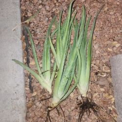 Aloe Vera/Savila