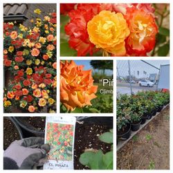 Climbing ROSES ROSALES!!