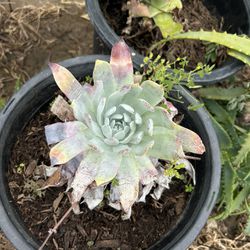 Outdoor Plants, White Succulents, Agaves, Plantas 