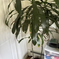 Dracaena Fragrans  ( Corn Plant)