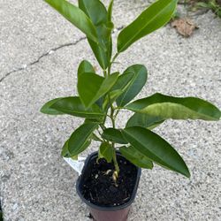 Orange Trees $7 Each