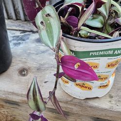 Beautiful Plant One Gallon