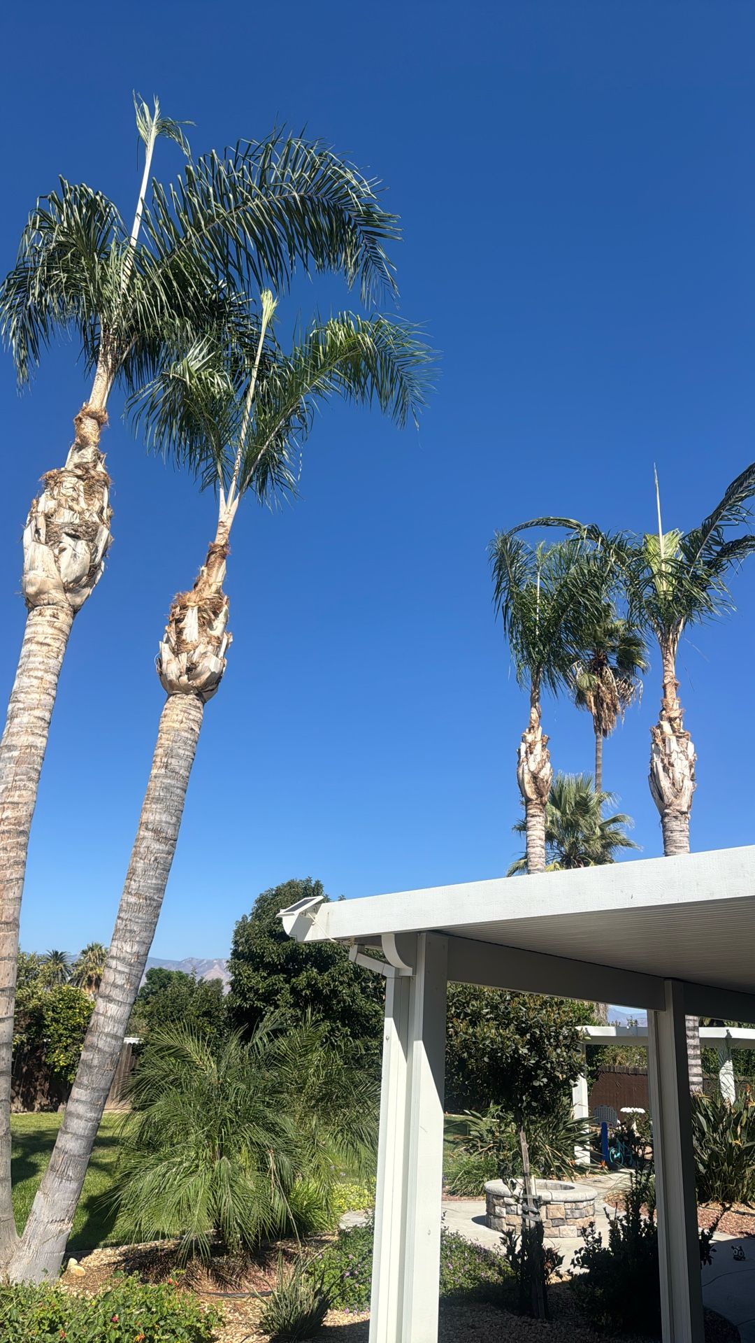 Palms Trees Trimming