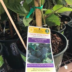 1ft Sweetie Pie Blackberry Seedling Plant Fully Rooted Pack 2 Plants