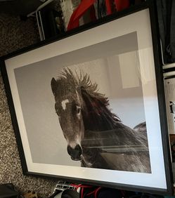 Horse Pic Like New!