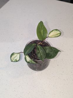 Princess Hoya in Glass