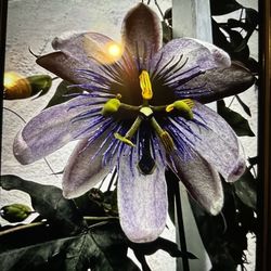 Purple passion vine flower