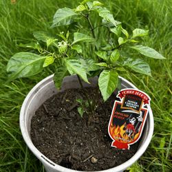 Carolina Reaper 