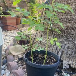Moringa Plant 