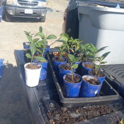 Loquat Trees