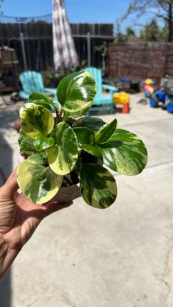 Peperomia (pepper Face)