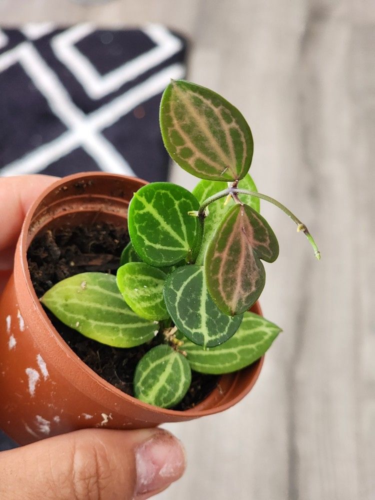 Hoya