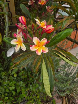 Plumeria stalks