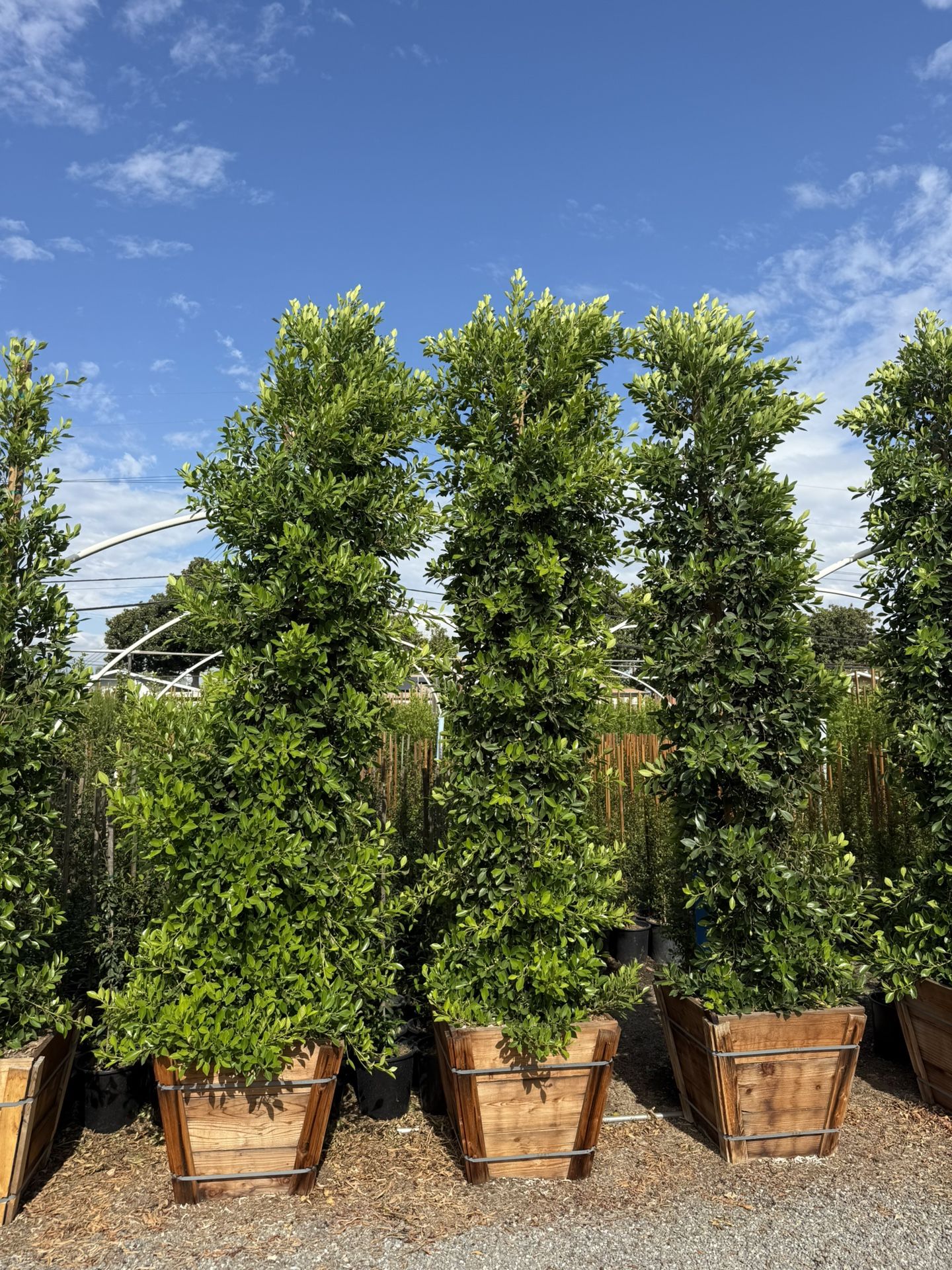 Ficus Nitida Indian Laurel Hedge