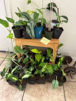 Small plants 5 each