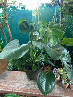 Monstera Deliciosa plants indoors