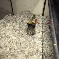 Female Gerbil