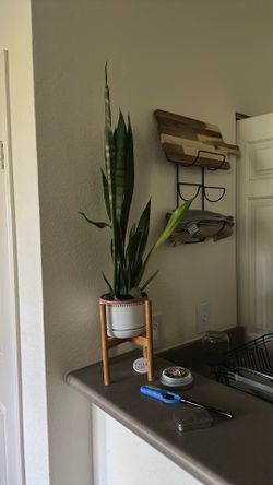 Snake plant