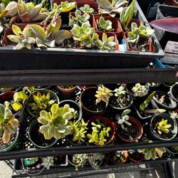Succulent Plants