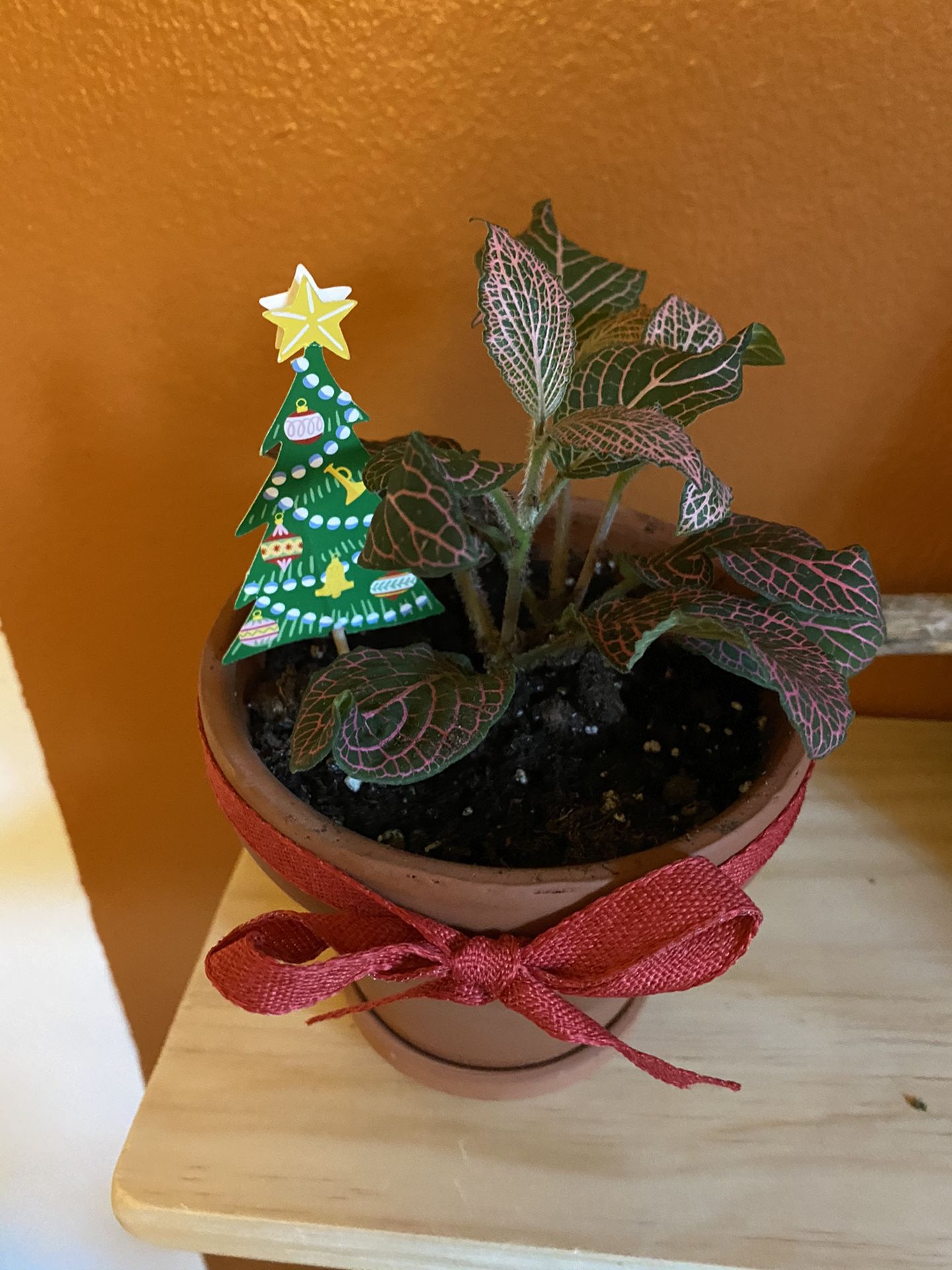 Christmas Plant Gift In 4” Terra-cotta Pot