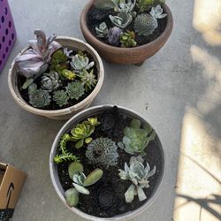 Succulents 