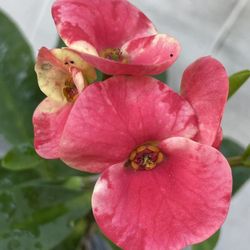 Corona De Cristo Eternal Fire $30