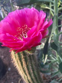 cactus