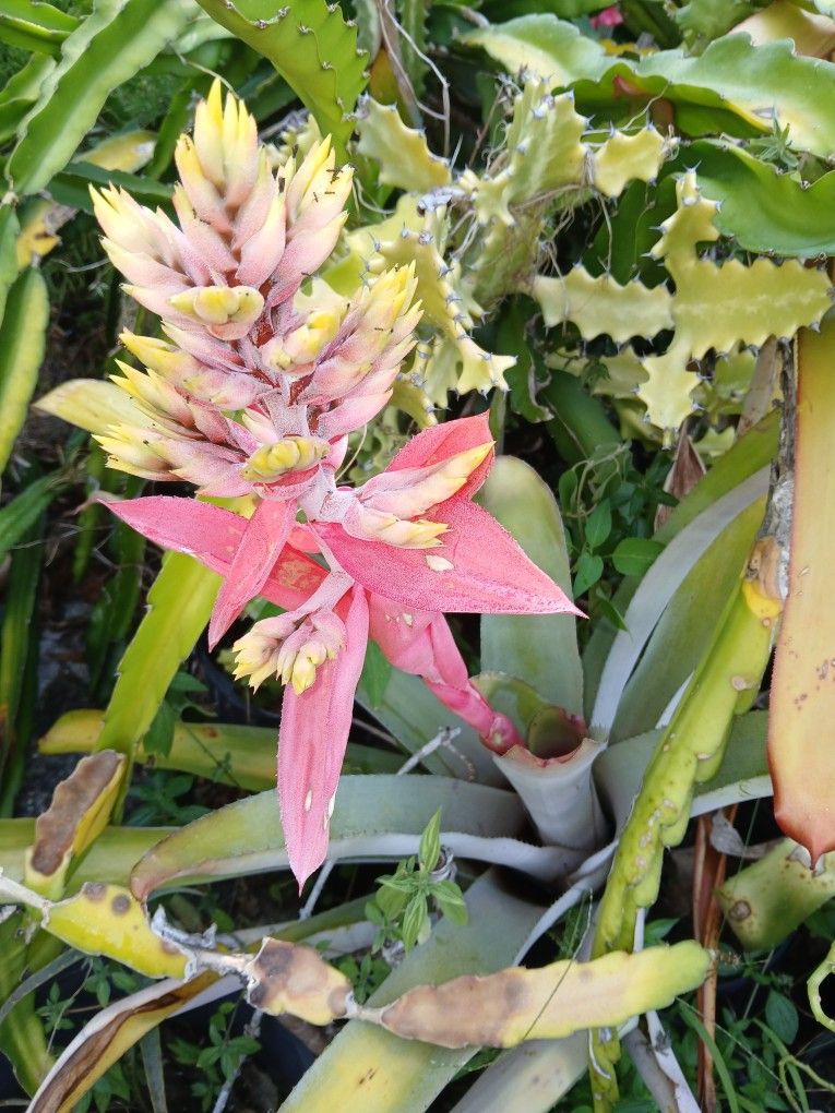 Pink And Yellow Flowering Bromeliad Long Lasting