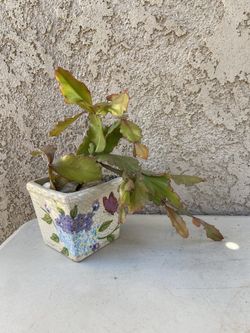 Rhipsalis in Ceramic Butterfly Pot
